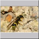 F-Ancistrocerus sp w05 beim Nestbau-Lehm wird im Rueckwaertsflug weggeschafft.jpg